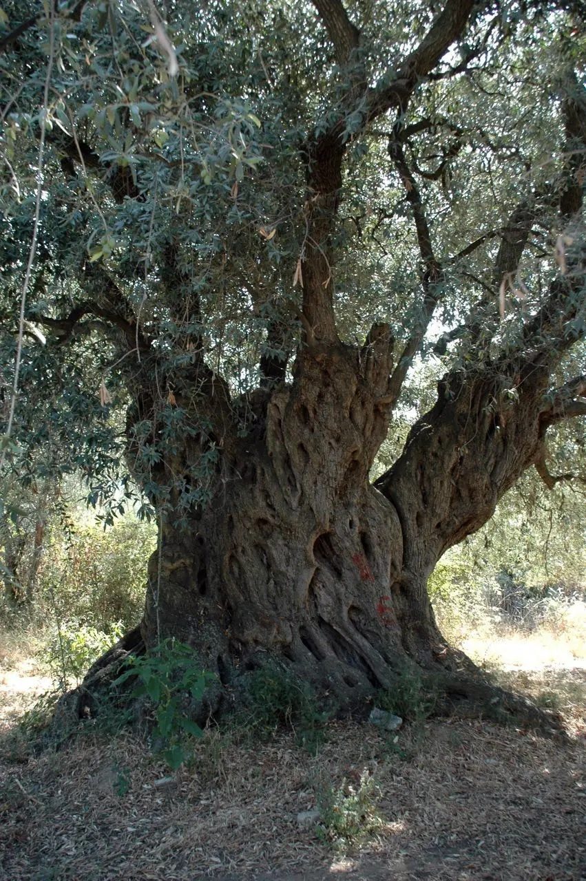 vita verde 2000 Jahre alter Olivenbaum