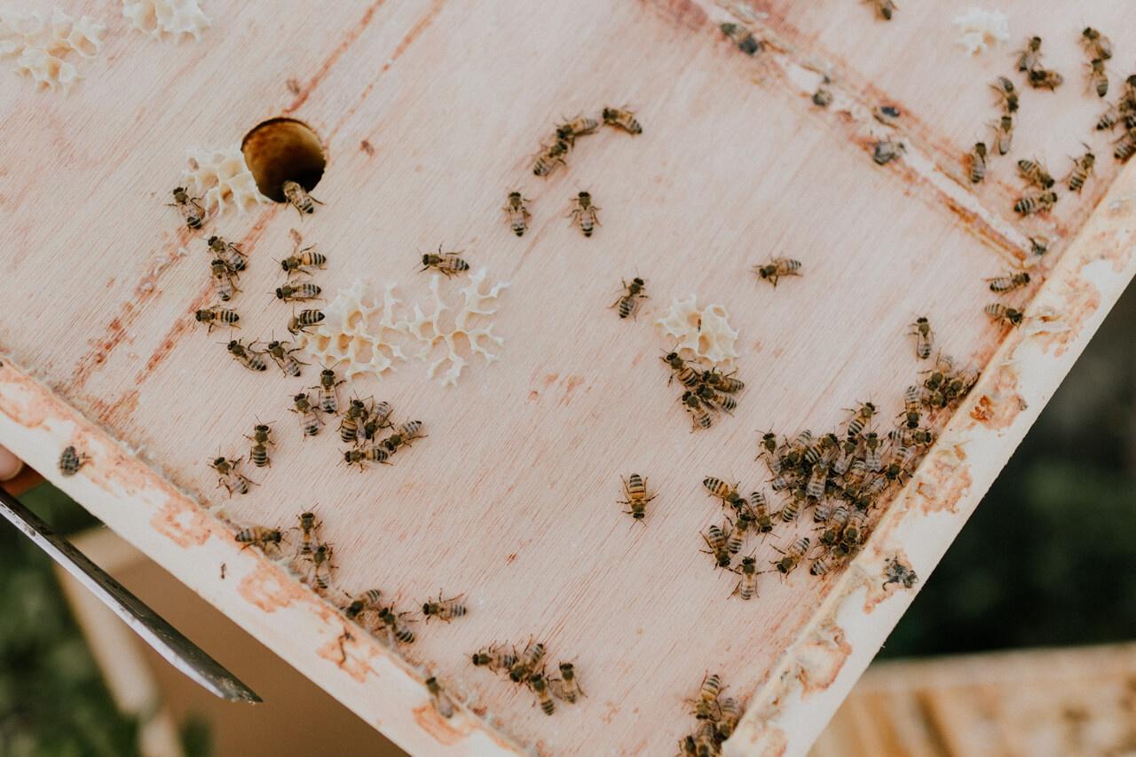 Bienenwachs und Bienen Gregas Imkerei