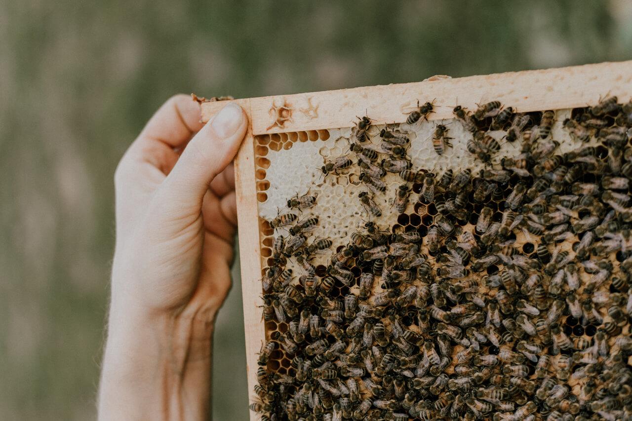Nahaufnahme eines Bienenvolks Grega’s Imkerei
