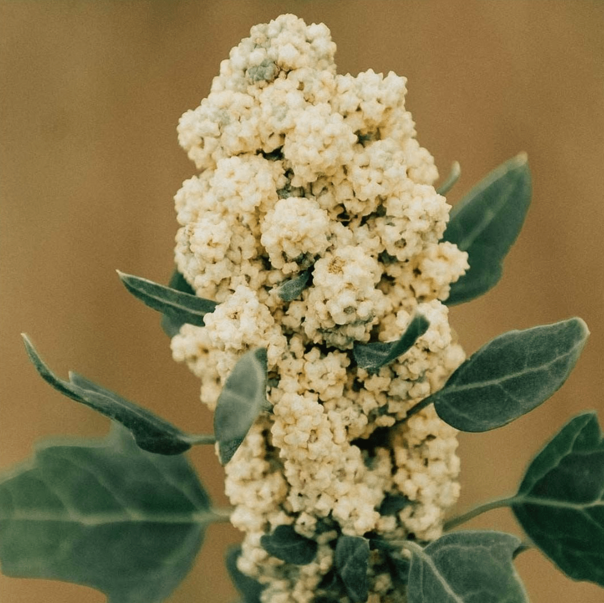 Mudda Natur Quinoa Pflanze