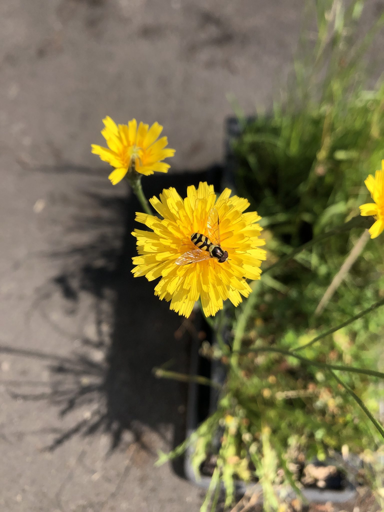 Saatgutkonfetti Blume mit Biene