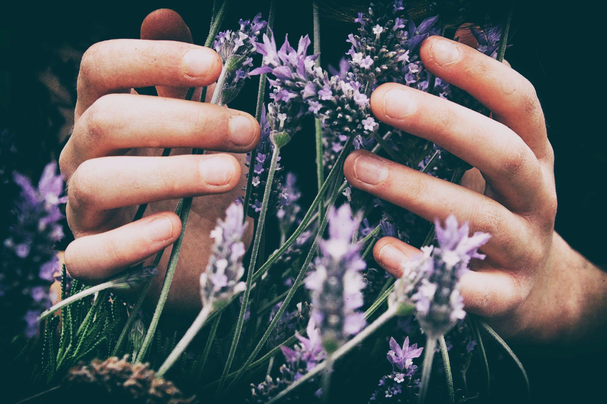 Valloloko Lavendel mit Händen Foto von Vero Photoart auf Unsplash