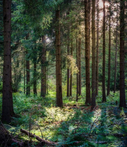 Wald Bäume Foto von daniel sessler auf unsplash